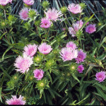 Stokesia laevis 'Klaus Jelitto' 